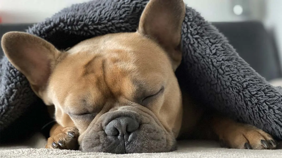 mi perro duerme en la cocina - Cuál es el mejor lugar para la cama de un perro