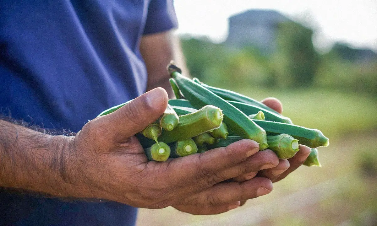 como se cocina la okra - Cuáles son los beneficios de la okra